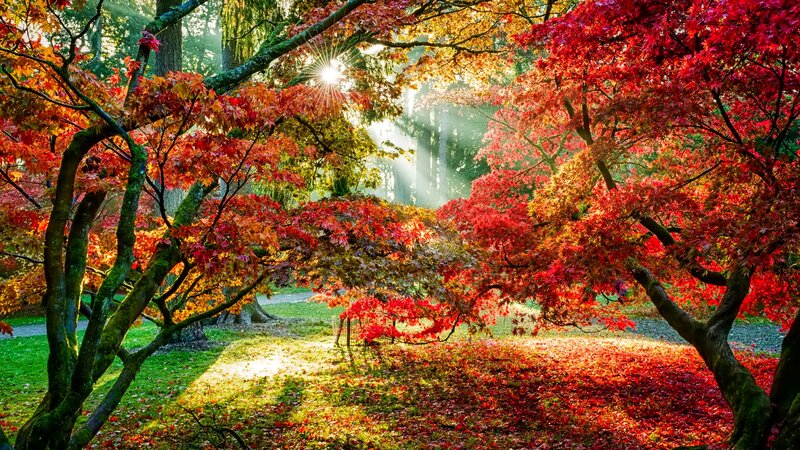 Red Maple Trees in Autumn — Serene, Photograph, Sunlight, Forest