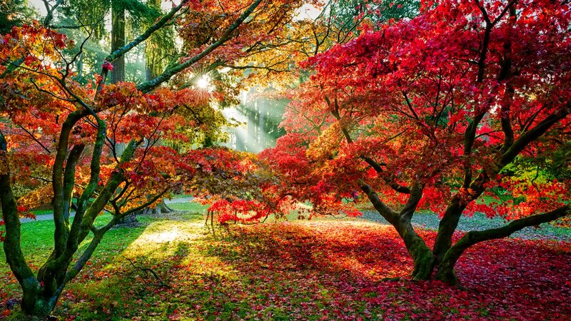 Red Maple Trees in Autumn — Serene, Photograph, Sunlight