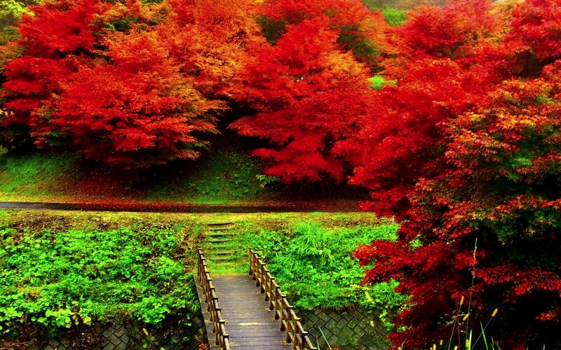 Red Maple Trees in Autumn — Serene, Photograph