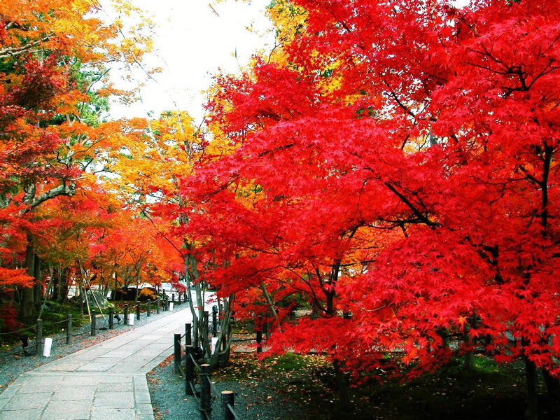 Red Maple Trees in Autumn — Serene