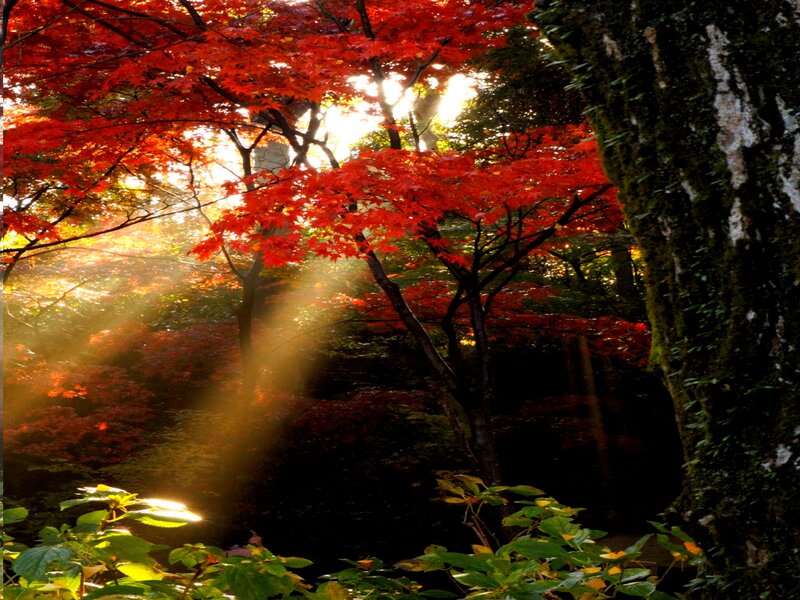 Red Maple Trees in Forest — Serene, Autumn, Photograph, Sunlight