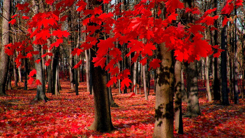 Red Maple Trees in Forest — Serene, Autumn, Photograph