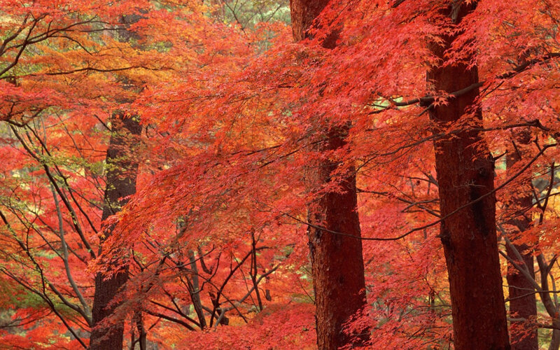 Red Maple Trees in Forest — Serene, Autumn