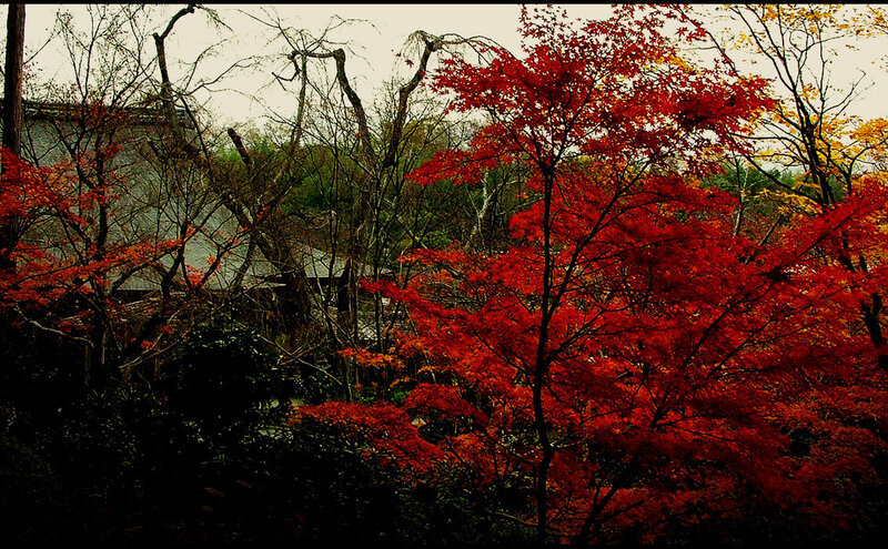 Red Maple Trees in Forest — Serene