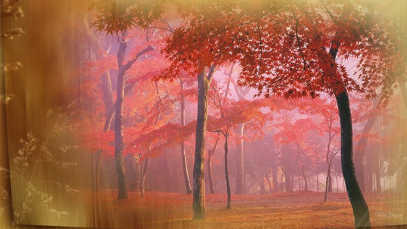 Red Maple Trees in Forest