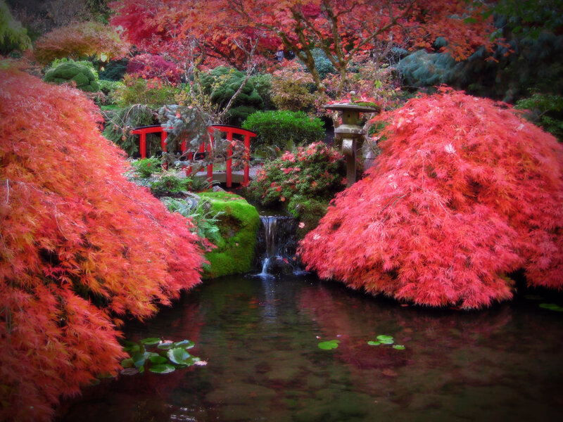 Red Maple Trees in Garden — Serene, Autumn, Photograph, Pond, Bridge