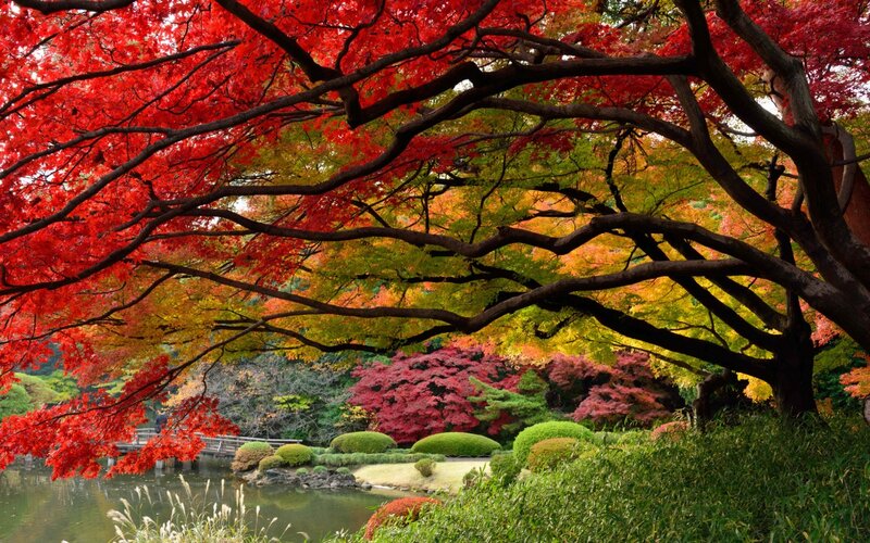 Red Maple Trees in Garden — Serene, Autumn, Photograph, Pond, Bushes