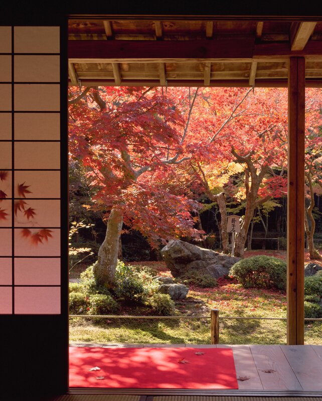 Red Maple Trees in Garden — Serene, Autumn, Photograph, Shoji Screen
