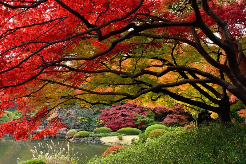 Red Maple Trees in Garden — Serene, Autumn