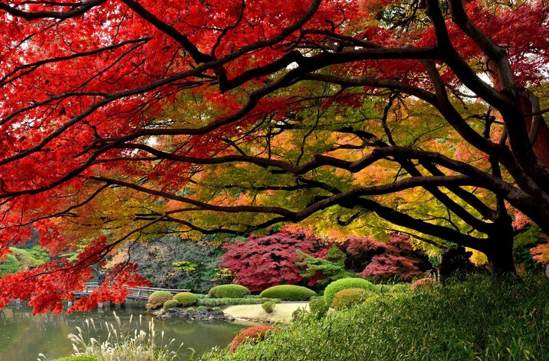 Red Maple Trees in Garden — Serene