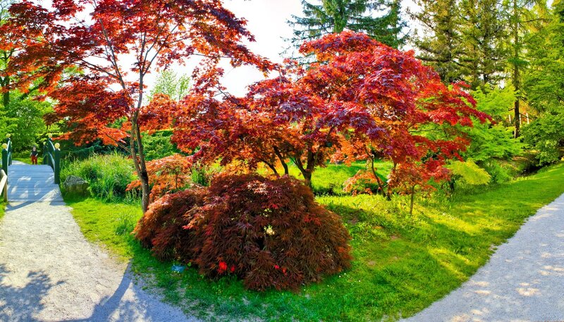 Red Maple Trees in Garden