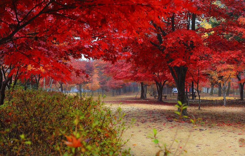 Red Maple Trees in Park — Serene