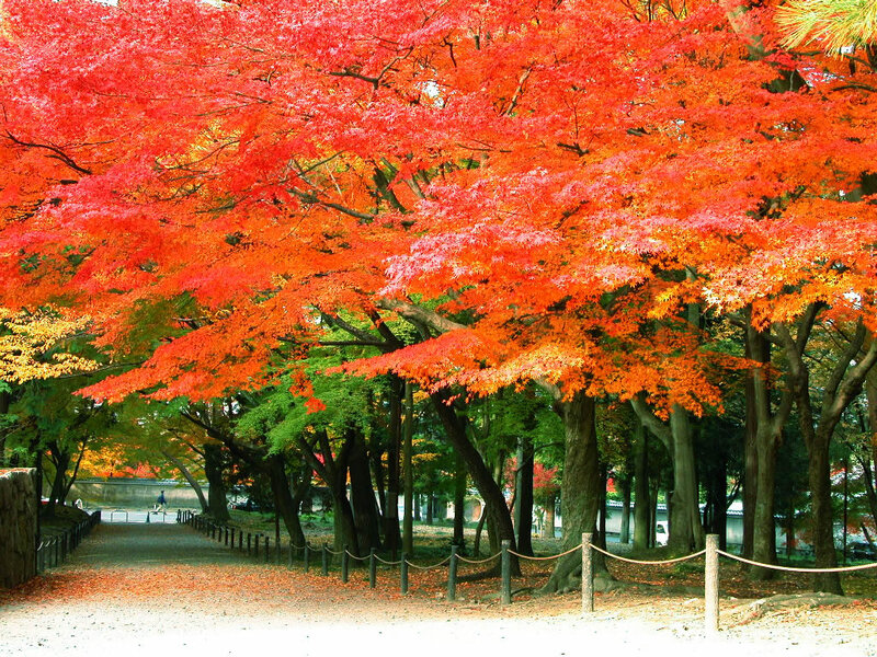 Red Maple Trees in Park
