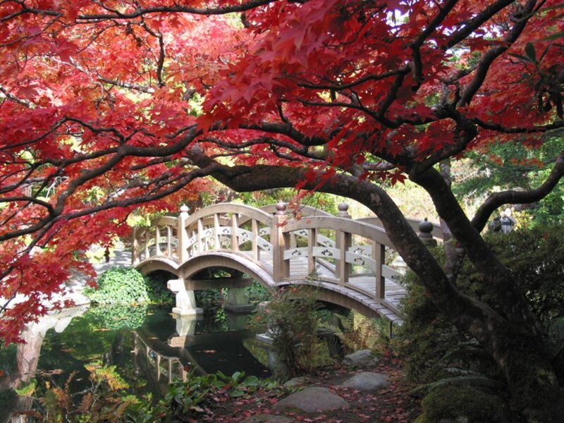 Red maple trees over a garden bridge
