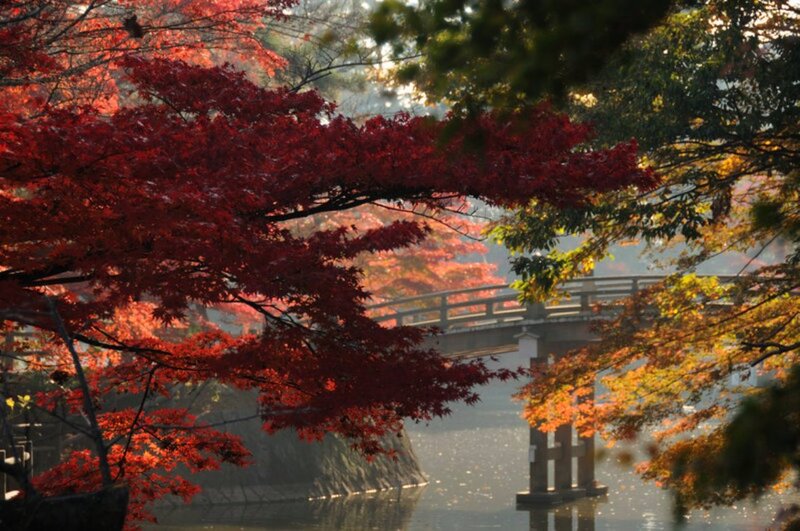 Red Maple Trees over Bridge