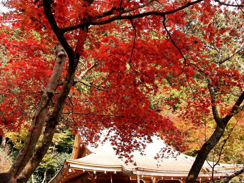 Red maple trees over temple