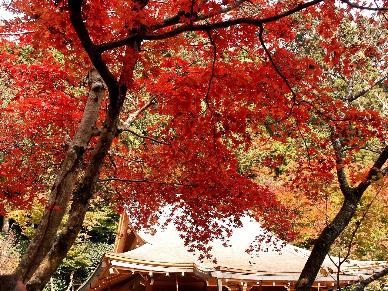 Red maple trees over temple