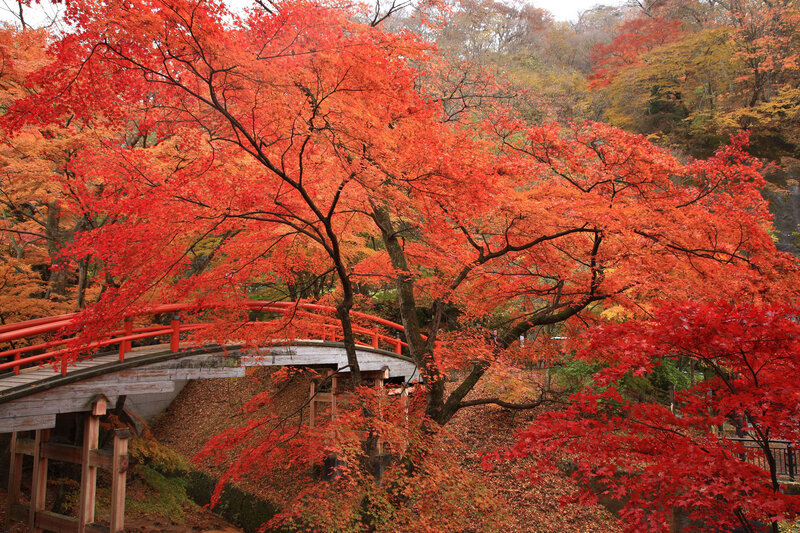 Red Maple Trees — Serene, Autumn, Photograph, Bridge