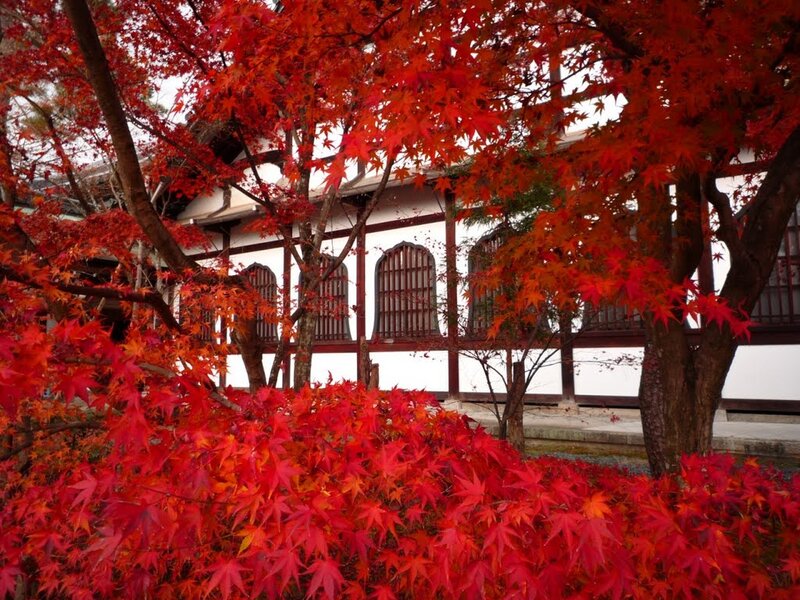 Red Maple Trees — Serene, Autumn, Photograph, Building