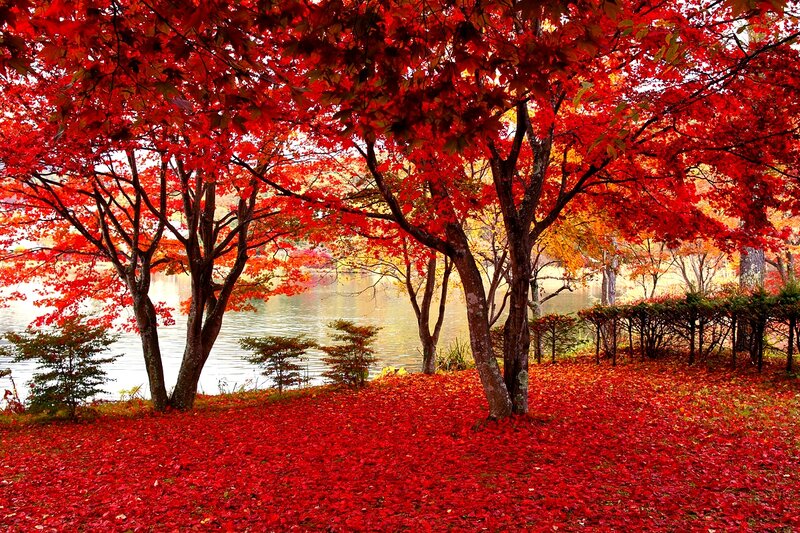 Red Maple Trees — Serene, Autumn, Photograph, Lake