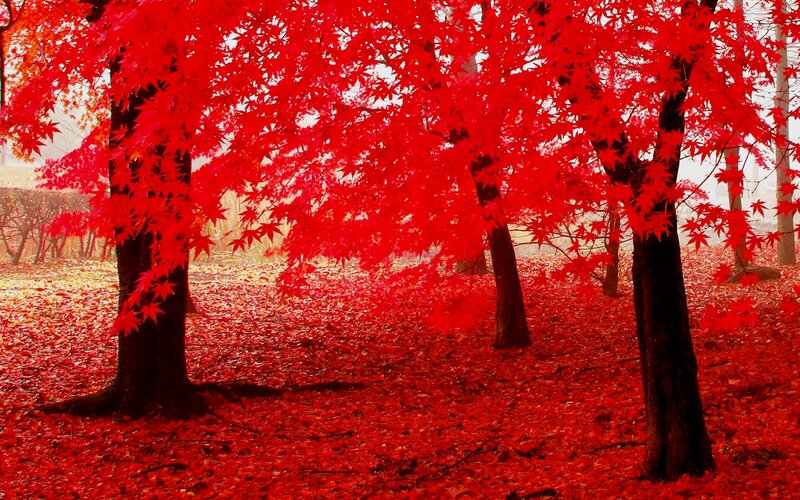 Red Maple Trees — Serene, Autumn, Photograph, Leaves, Ground