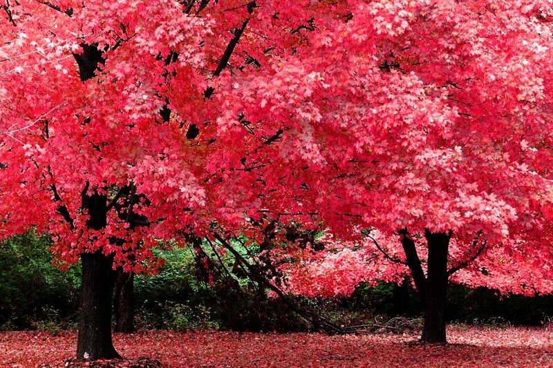 Red Maple Trees — Serene, Autumn, Photograph, Leaves