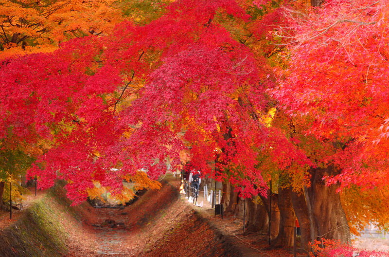 Red Maple Trees — Serene, Autumn, Photograph, Path