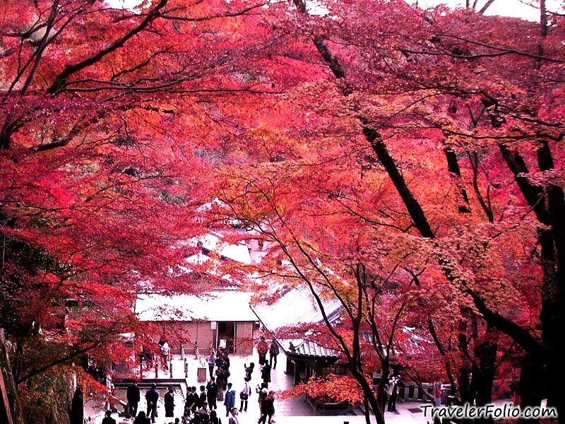 Red Maple Trees — Serene, Autumn, Photograph, People