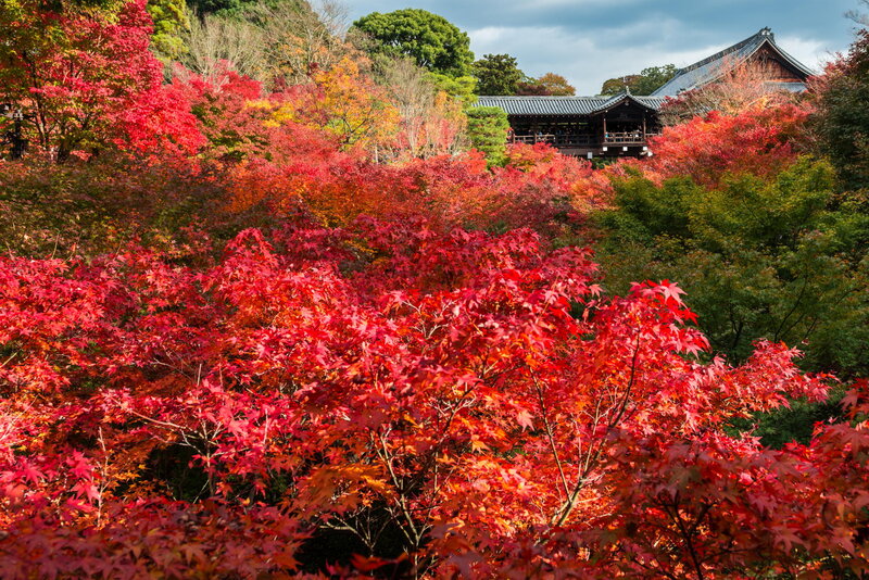 Red Maple Trees — Serene, Autumn, Photograph, Temple