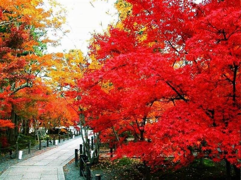 Red Maple Trees — Serene, Autumn, Photograph