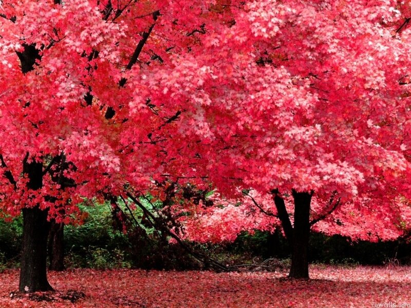 Red Maple Trees — Serene, Autumn