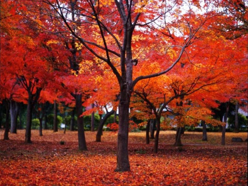 Red Maple Trees — Serene