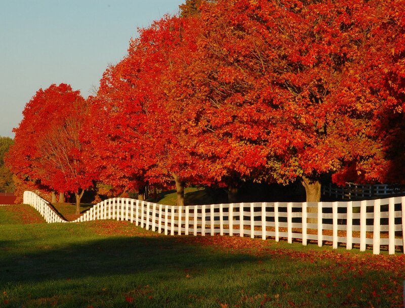 Red Maple Trees