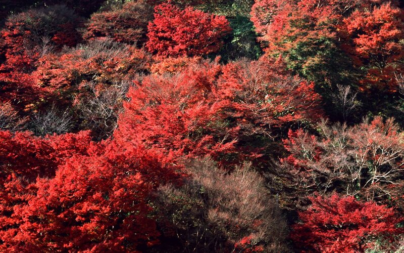 Red Maple Trees — Vibrant, Autumn, Photograph, Forest