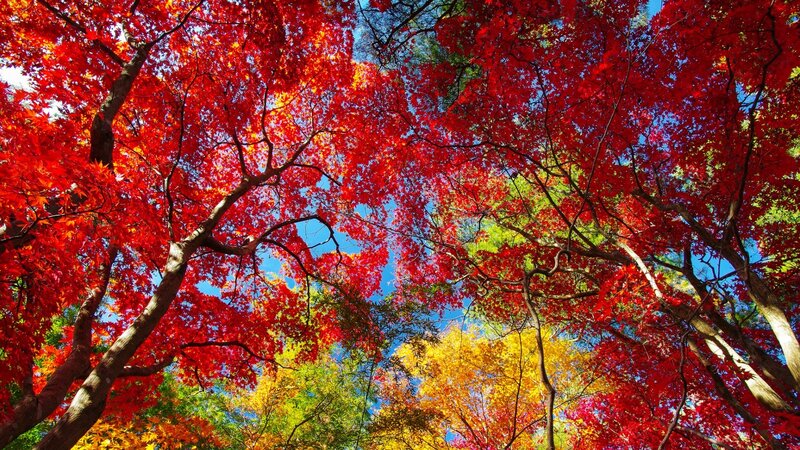 Red Maple Trees — Vibrant, Autumn, Photograph