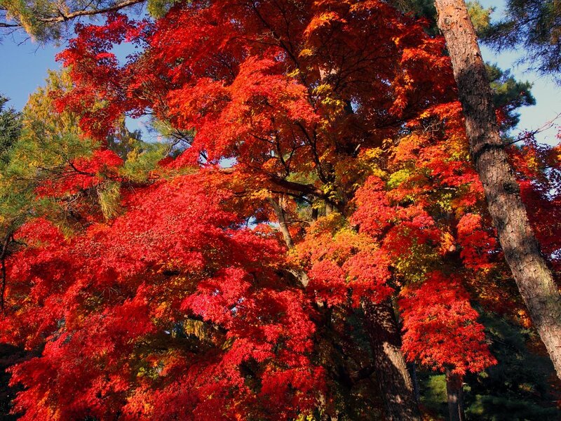 Red Maple Trees — Vibrant
