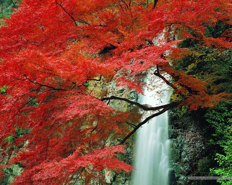 Red Maple Trees Waterfall