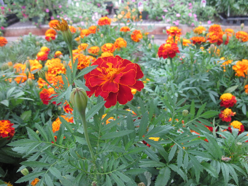 Red Marigold Flower — Calm, Afternoon
