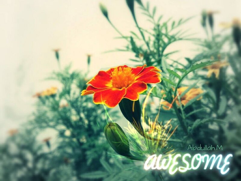 Red Marigold Flower — Calm, Photograph