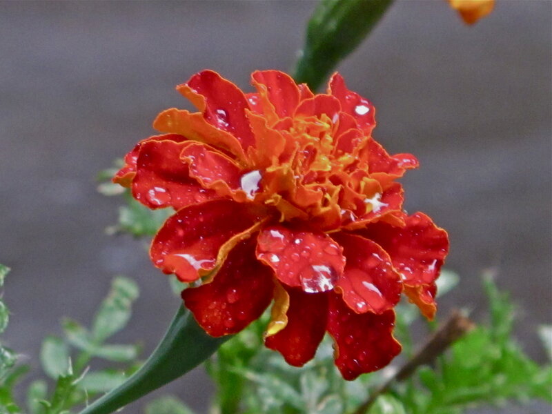 Red Marigold Flower — Calm