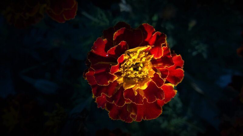 Red Marigold Flower — Dramatic, Night
