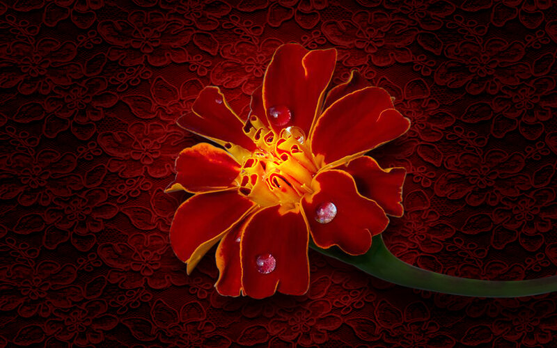 Red Marigold Flower — Dramatic