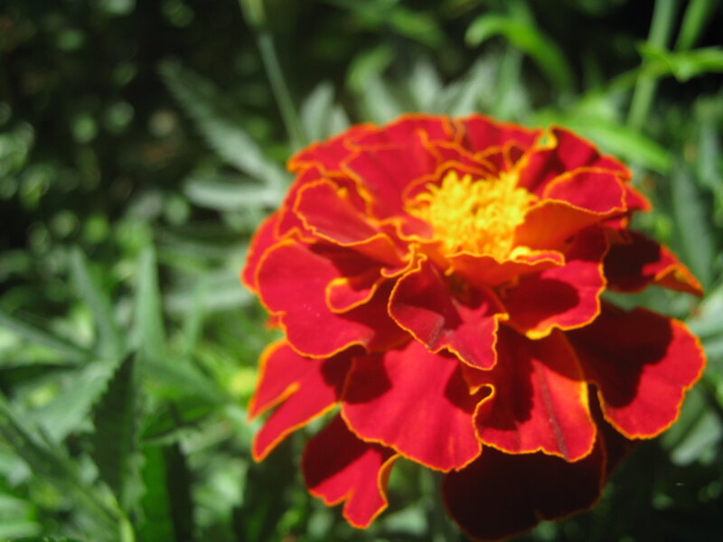 Red marigold flower in sunlight