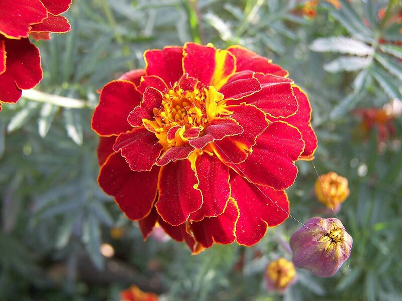 Red Marigold Flower — Natural