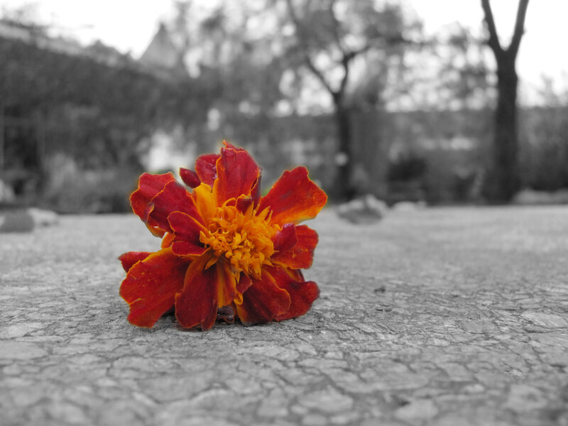 Red Marigold Flower