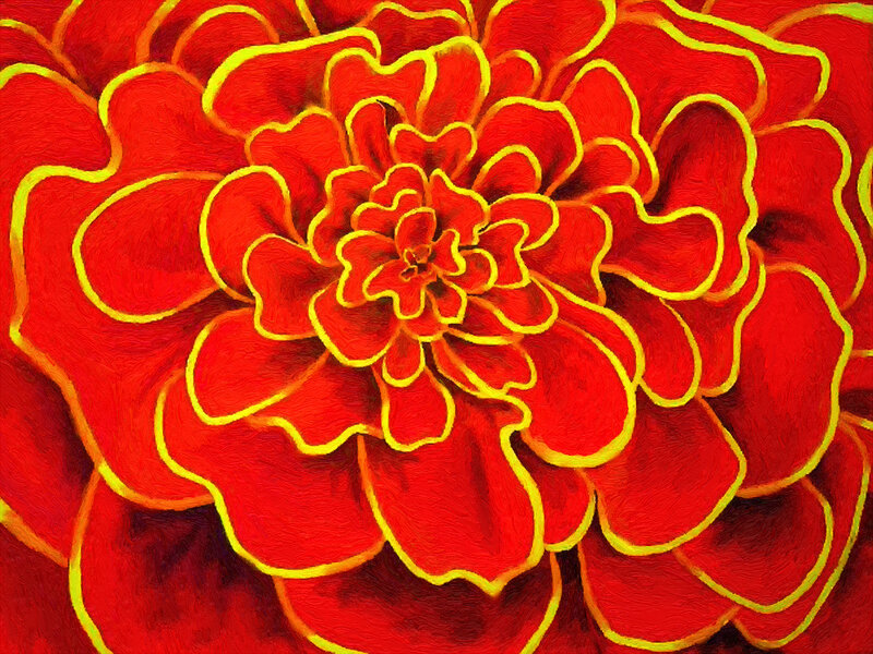 Red Marigold Flower — Vibrant