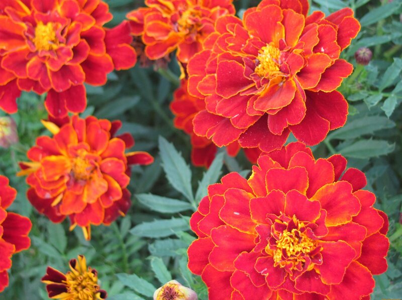 Red Marigold Flowers