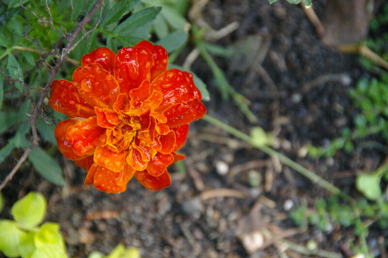Red marigold with water droplets
