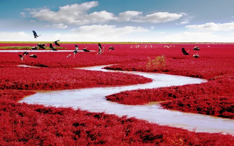 Red Marsh with Birds