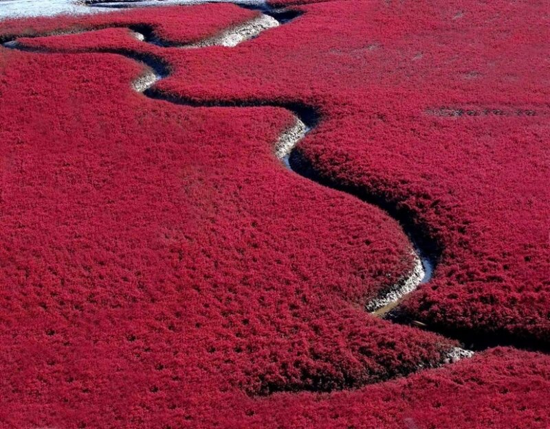 Red Marshland with Stream
